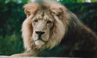 Lions Eats Rabbit Biblical Zoo Jerusalem Video